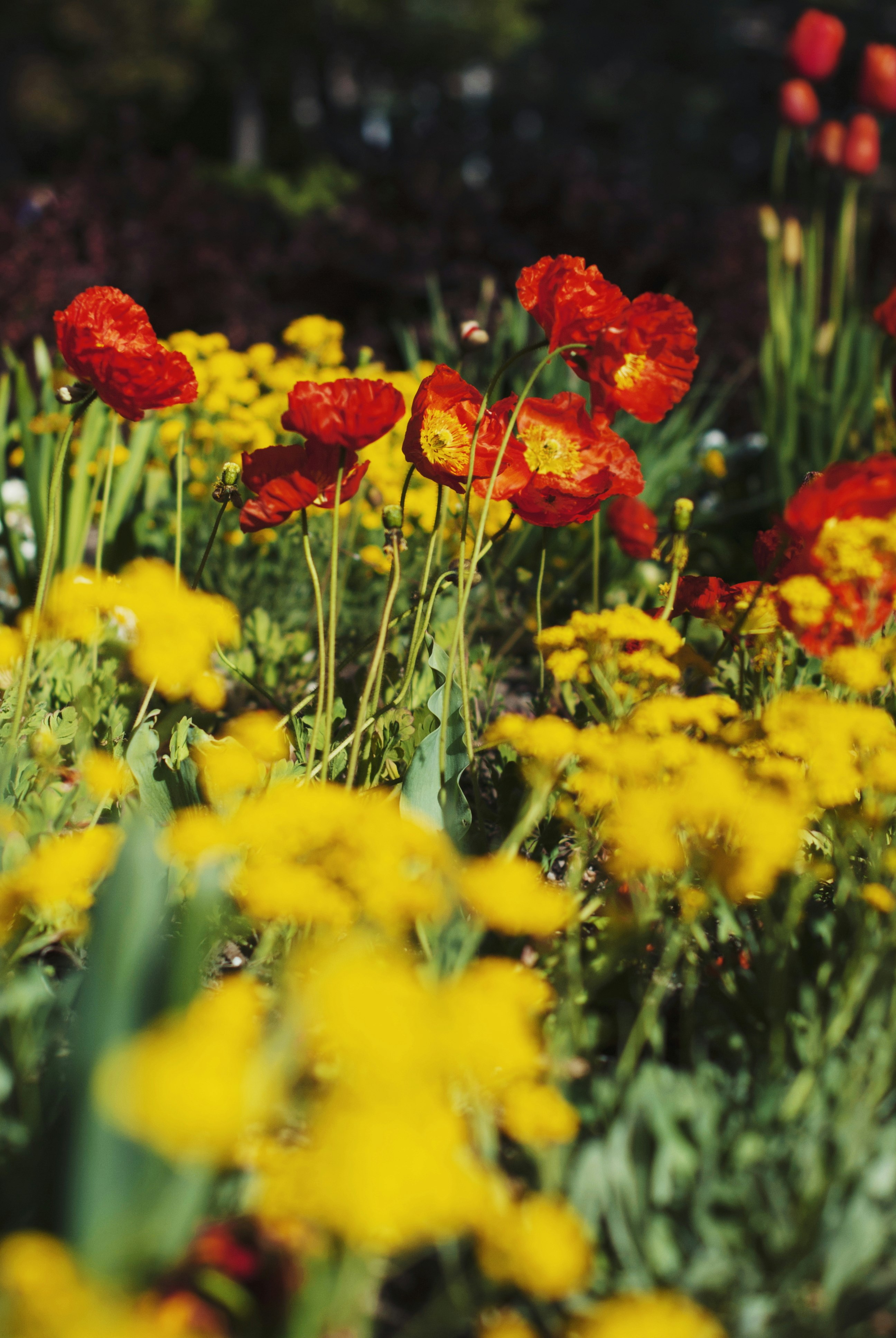 red and yellow flowers in bloom during daytime